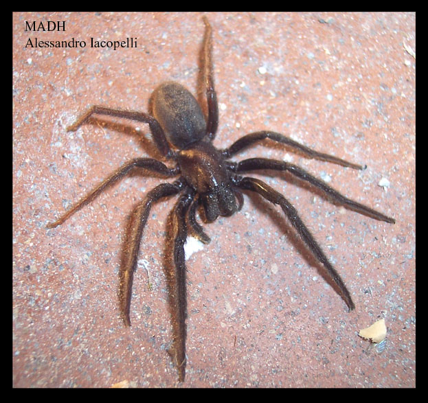 Steatoda, Segestria, ......?)